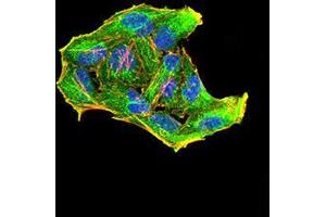 Immunofluorescence analysis of Hela cells using Rab6b mouse mAb (green). (RAB6B 抗体  (AA 95-208))