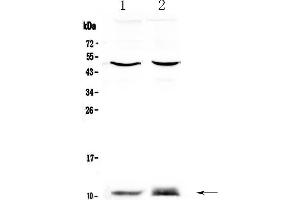 Western blot analysis of S100A10 using anti-S100A10 antibody . (S100A10 抗体  (AA 4-94))