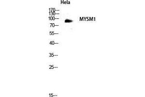 Western Blot (WB) analysis of HeLa lysis using MYSM1 antibody.