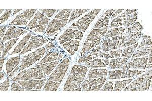 IHC analysis of IDH2 using anti-IDH2 antibody (ABIN7602787). (IDH2 抗体  (C-Term))