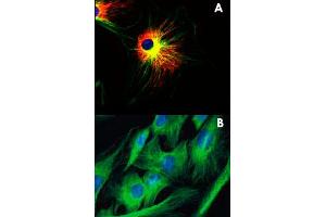 Panel A : Immunofluorescence staining of NIH/3T3 (mouse embryonal fibroblast cell line) using alpha Tubulin monoclonal antibody, clone TU-01 (Cat # MAB3826 ; green) and VIM monoclonal antibody, clone VI-01 (Cat # MAB3880 ; red). (alpha Tubulin 抗体)