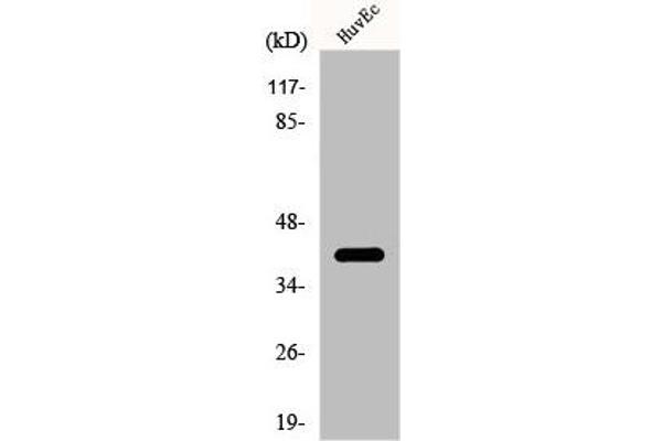 CDK5R2 抗体  (Internal Region)