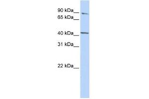 WB Suggested Anti-FECH Antibody Titration:  0. (FECH 抗体  (Middle Region))