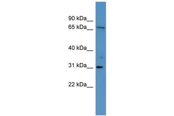 RGL3 抗体  (Middle Region)