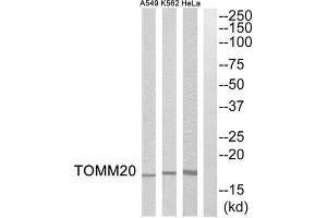 Western Blotting (WB) image for anti-Mitochondrial Import Receptor Subunit TOM20 homolog (TOMM20) (Internal Region) antibody (ABIN1851584) (TOMM20 抗体  (Internal Region))
