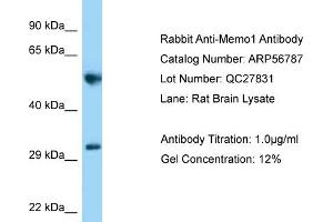 Western Blotting (WB) image for anti-Mediator of Cell Motility 1 (MEMO1) (C-Term) antibody (ABIN2774163)