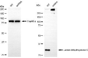 anti-Lactate Dehydrogenase C (LDHC) antibody