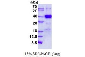 Polymerase (RNA) III (DNA Directed) Polypeptide F, 39 KDa (POLR3F) protein (His tag)