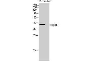 Western Blotting (WB) image for anti-CD300c (CD300C) (Internal Region) antibody (ABIN3181458) (CD300c 抗体  (Internal Region))