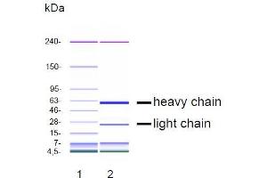 CGE analysis of purified DP-4A1 monoclonal antibody. (EGFR 抗体)