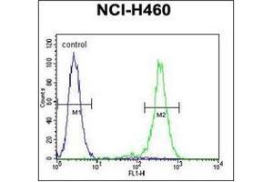Flow cytometric analysis of NCI-H460 cells using OR2B11 Antibody (C-term) Cat. (OR2B11 抗体  (C-Term))