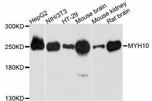 MYH10 抗体  (AA 1908-2007)