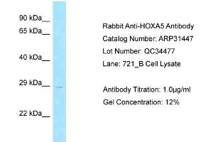 WB Suggested Anti-HOXA5 Antibody Titration:  0.