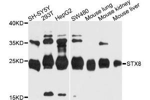 Western blot analysis of extracts of various cell lines, using STX8 antibody. (STX8 抗体)