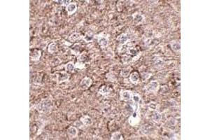 Immunohistochemistry of IL-16 in mouse brain tissue with IL-16 antibody at 2. (IL16 抗体  (N-Term))