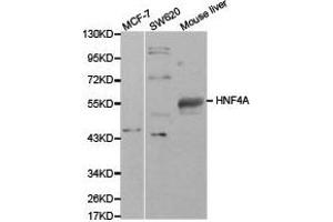 Western Blotting (WB) image for anti-Hepatocyte Nuclear Factor 4, alpha (HNF4A) antibody (ABIN1873062) (HNF4A 抗体)