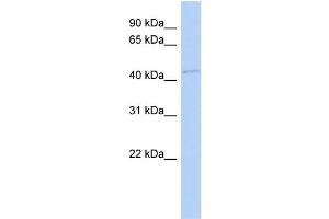 WB Suggested Anti-FAM98B Antibody Titration: 0. (FAM98B 抗体  (N-Term))