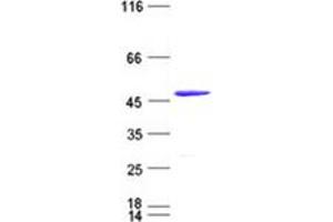 Validation with Western Blot