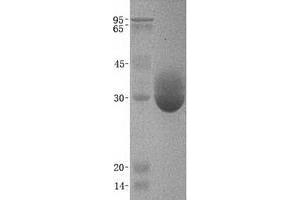 Validation with Western Blot (Chymotrypsin Protein (CTRL))