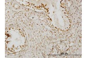 Image no. 1 for anti-Kelch Domain Containing 4 (KLHDC4) (AA 1-464) antibody (ABIN466218) (KLHDC4 抗体  (AA 1-464))
