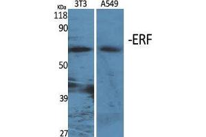 Western Blot (WB) analysis of specific cells using ERF Polyclonal Antibody. (ERF 抗体  (Ser360))