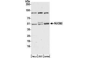 Western Blotting (WB) image for anti-Nucleobindin 2 (NUCB2) (AA 370-420) antibody (ABIN7450507)