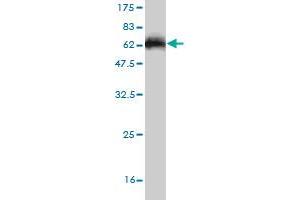 Western Blotting (WB) image for anti-Actin Related Protein 2/3 Complex, Subunit 2, 34kDa (ARPC2) (AA 1-300) antibody (ABIN564373)
