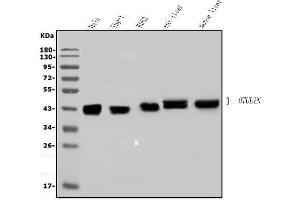 Western blot analysis of OTULIN using anti-OTULIN antibody (ABIN7601854). (FAM105B 抗体  (AA 49-352))