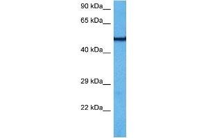 Western Blotting (WB) image for anti-ATP Synthase, H+ Transporting, Mitochondrial F1 Complex, beta Polypeptide (ATP5B) (N-Term) antibody (ABIN2783268)