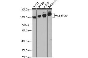Western blot analysis of extracts of various cell lines, using OSBPL10 antibody (ABIN6130599, ABIN6145065, ABIN6145066 and ABIN6217108) at 1:3000 dilution. (OSBPL10 抗体  (AA 200-400))