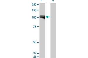 Western Blotting (WB) image for anti-Aryl Hydrocarbon Receptor (AHR) (AA 721-820) antibody (ABIN513203)