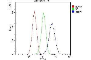 anti-Phosphatidylethanolamine Binding Protein 1 (PEBP1) antibody