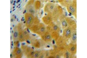 IHC-P analysis of Liver tissue, with DAB staining. (GDF11 抗体  (AA 138-386))
