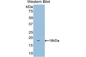 Western Blotting (WB) image for anti-Glutaredoxin 3 (GLRX3) (AA 10-117) antibody (ABIN1176592) (GLRX3 抗体  (AA 10-117))