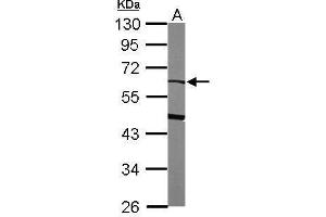 WB Image Sample (50 ug of whole cell lysate) A: mouse liver 10% SDS PAGE antibody diluted at 1:1000 (alpha 2 Antiplasmin 抗体  (Center))