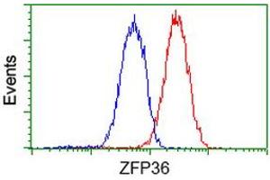 Image no. 2 for anti-Zinc Finger Protein 36, C3H Type, Homolog (Mouse) (ZFP36) antibody (ABIN1501402) (ZFP36 抗体)