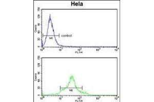 CDC20 Antibody (N-term) (ABIN653082 and ABIN2842679) flow cytometry analysis of Hela cells (bottom histogram) compared to a negative control cell (top histogram). (CDC20 抗体  (N-Term))