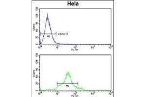 Flow Cytometry (FACS) image for anti-Cell Division Cycle 20 Homolog (S. Cerevisiae) (CDC20) (AA 57-84), (N-Term) antibody (ABIN653082)