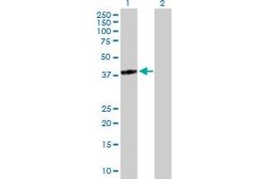 Western Blot analysis of TGDS expression in transfected 293T cell line by TGDS MaxPab polyclonal antibody. (TGDS 抗体  (AA 1-350))