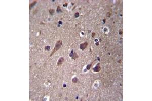 Immunohistochemistry analysis in formalin fixed and paraffin embedded human brain tissue reacted with PHACTR3 Antibody (N-term) followed which was peroxidase conjugated to the secondary antibody and followed by DAB staining.
