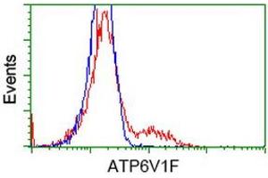 HEK293T cells transfected with either RC210728 overexpress plasmid (Red) or empty vector control plasmid (Blue) were immunostained by anti-ATP6V1F antibody (ABIN2454152), and then analyzed by flow cytometry. (ATP6V1F 抗体)