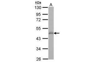 Image no. 1 for anti-D4, Zinc and Double PHD Fingers, Family 3 (DPF3) (AA 1-196) antibody (ABIN1497890) (DPF3 抗体  (AA 1-196))