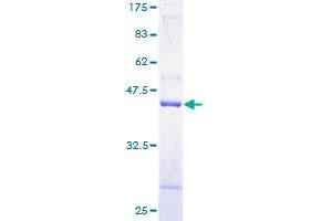 TOMM20 Protein (AA 1-145) (GST tag)