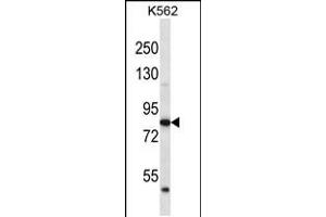 Western blot analysis in K562 cell line lysates (35ug/lane). (ABTB2 抗体  (C-Term))