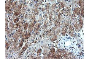 Image no. 2 for anti-Golgin, RAB6-Interacting (GORAB) (AA 35-394) antibody (ABIN1491441) (GORAB 抗体  (AA 35-394))