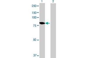 Western Blot analysis of DMPK expression in transfected 293T cell line by DMPK MaxPab polyclonal antibody. (DMPK 抗体  (AA 1-629))