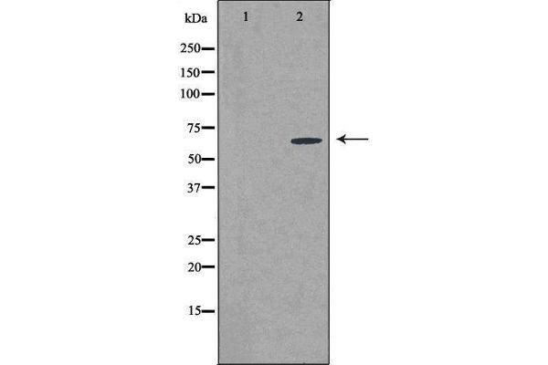 CSTF2T antibody  (N-Term)