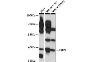 Western blot analysis of extracts of various cell lines, using RXFP4 antibody (ABIN7269910) at 1:1000 dilution. (RXFP4 抗体  (AA 305-374))