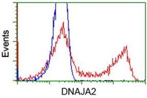 Image no. 1 for anti-DnaJ (Hsp40) Homolog, Subfamily A, Member 2 (DNAJA2) antibody (ABIN1497859) (DNAJA2 抗体)