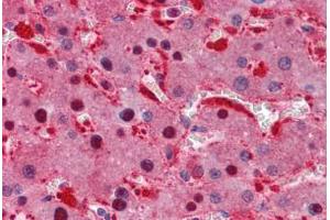 Human Liver: Formalin-Fixed, Paraffin-Embedded (FFPE) (IDH1 抗体  (AA 30-307))